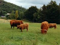 Schotse runderen, Highlands
