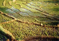 Rijstterassen, Sri Lanka