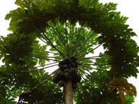Kameroen, papaya boom
