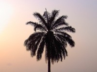 Chili, palmboom