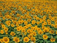 Toscanie, veld zonnebloemen
