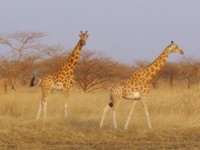 Giraffen in Kameroen