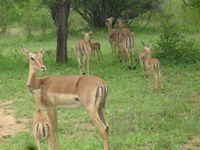 Impala, antilope