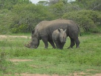 Zwarte neushoorn in Zuid-Afrika