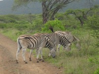 Trio zebra's