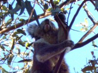 Koala in Australie