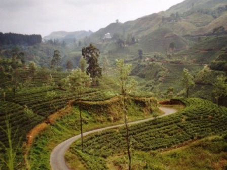 Tea Highlands in Sri Lanka