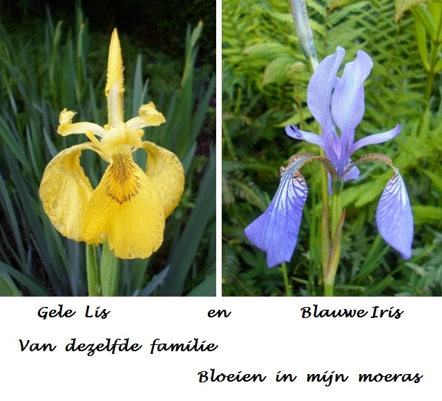 Gele lis, Blauwe iris