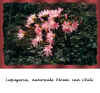 A15. Lapageria, nationale bloem van Chili.jpg (615699 bytes)