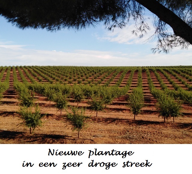 Portugal Nieuwe Plantage