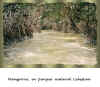 Mangrove in parque natural Celestun.jpg (784645 bytes)