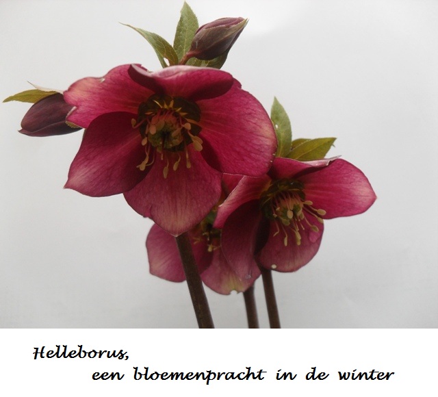 Helleborus, bloemenpracht