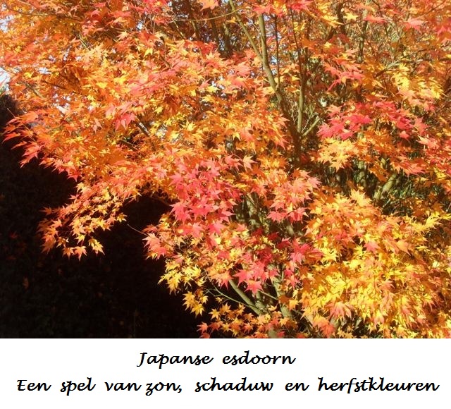 Japanse esdoorn, herfstkleuren