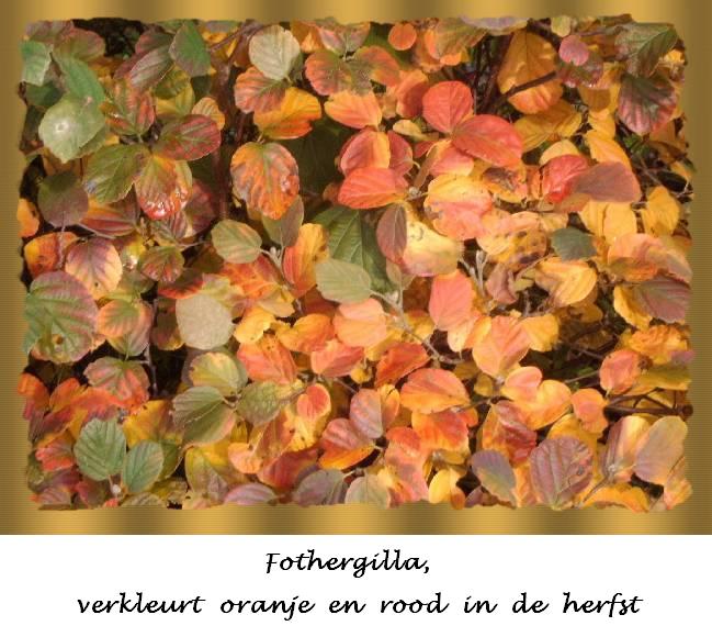 Fothergilla, herfstkleuren