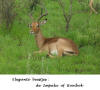 Impala of rooibok