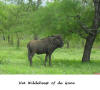 Wildebeest of Gnoe