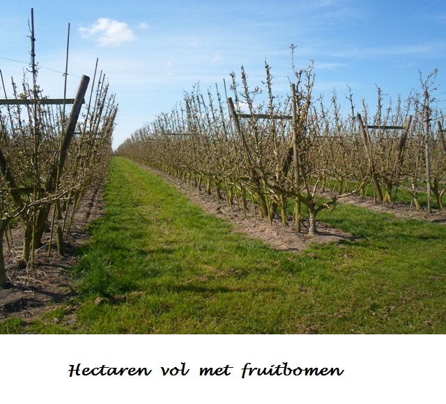 Fruitbomen in Meigem