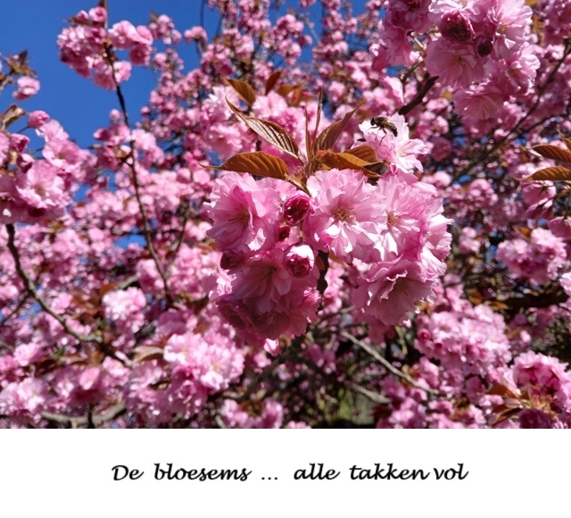 Hasselt