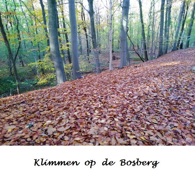 Bosberg