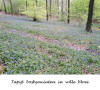 Musiekbos